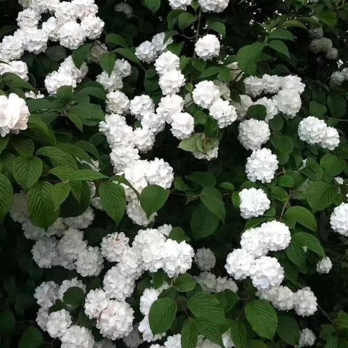 White Viburnum Tree Live Plant Shrub in Pot, Fragrant Flower, Dormant in Winter, 6-12" in Tall, Bare Root to CA, Bush Shrub Spring Blooms