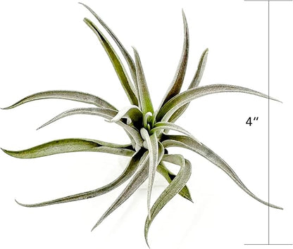 ragnaroc Air Plants - Flowering Tillandsia Harrisii, Large 3-5" - 3ct - Live Arrival Guaranteed - House Plants for Home Decor & Gift