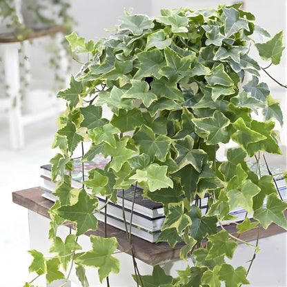 Gold Child English Ivy Live Plants in 4” Inch Pot | Hardy Gold Child English Ivy Indoor Plant for Fresh Home Greenery | Low-Maintenance English Ivy Houseplant Ideal for Home Décor