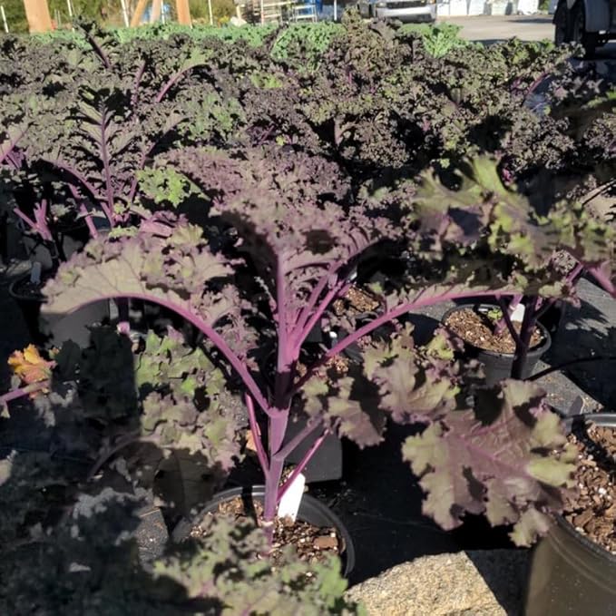 2 Pots Red Kale Plants, 4 Inch Pot Kale Plants Live for Planting Indoor Outdoor Home Garden, Containers, Live Vegetables Plant