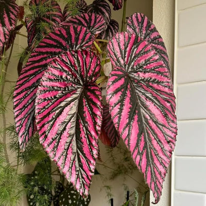 2 Begonia Live Plants Outdoor, Angel Wing Begonia Maculata Plants Live, 5-9" Tall, Ornamental Foliage Houseplant for Home or Office (Red Foliage)