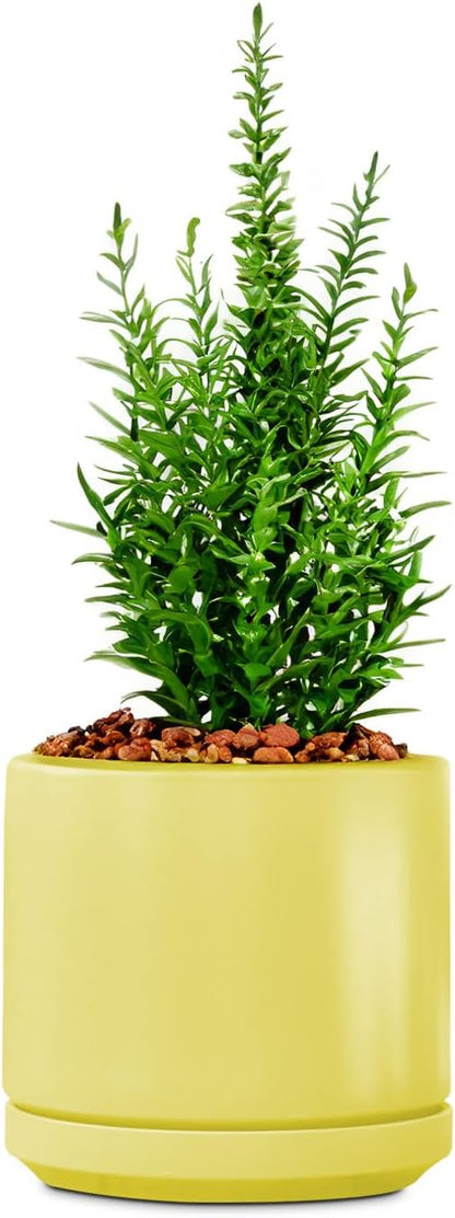 PLANTATOREM Ceramic 10 Inch Mid Modern Planter Pot with Drainage Hole and Saucer, Indoor Cylinder Round Flower Pot, Perfect for Planting Succulents, Herbs, Flowers, House Plants, Bumblebee