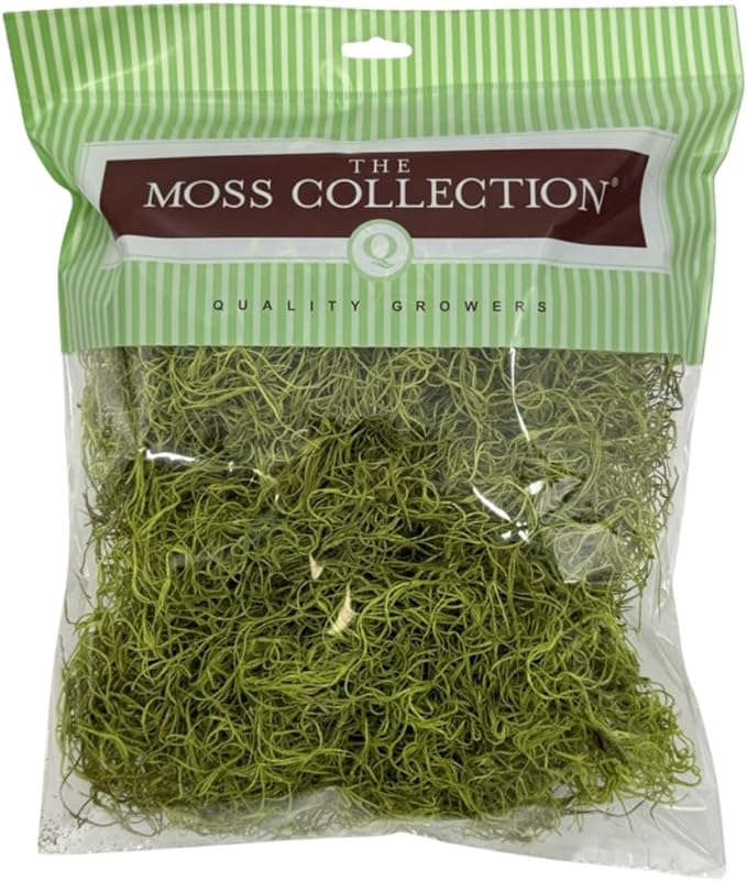 Preserved Spanish Moss - Decorative Dried Moss for Crafts, Home Decor, Art, Design & DIY Projects - for Indoor Use - Chartreuse - Medium Size