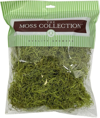 Preserved Spanish Moss - Decorative Dried Moss for Crafts, Home Decor, Art, Design & DIY Projects - for Indoor Use - Chartreuse - Medium Size