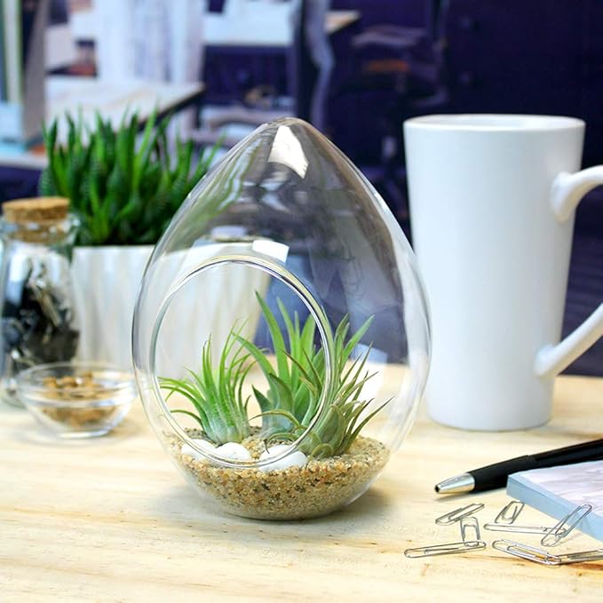 6-Inch Teardrop Glass Terrarium Complete Kit with 3 Live Tillandsia Air Plants, Colored Sand and Seashells (Beach Sand)