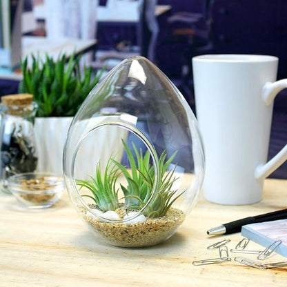 6-Inch Teardrop Glass Terrarium Complete Kit with 3 Live Tillandsia Air Plants, Colored Sand and Seashells (Beach Sand)