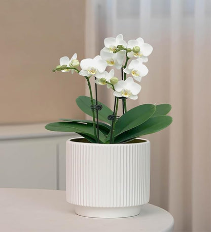 Ceramic 4.9+6.3 inch Planters, Modern Home and Office Flowerpot, Indoor and Outdoor Flowerpot with Drainage Hole (White)