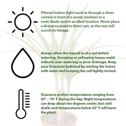 Dracaena Marginata Cane Live Plant for Indoor | Different Houseplants in 4'' & 6'' Pot | Real House Plant for Living Room, Office, Desk & Bathroom | Dragon Tree