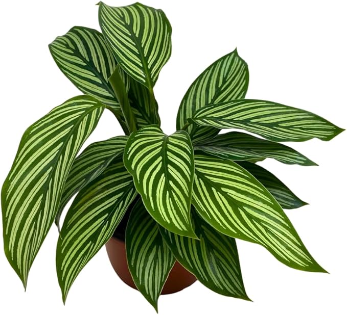 BubbleBlooms Calathea Vittata, in a 4 inch Pot, Zebra Peacock Cathedral Plant