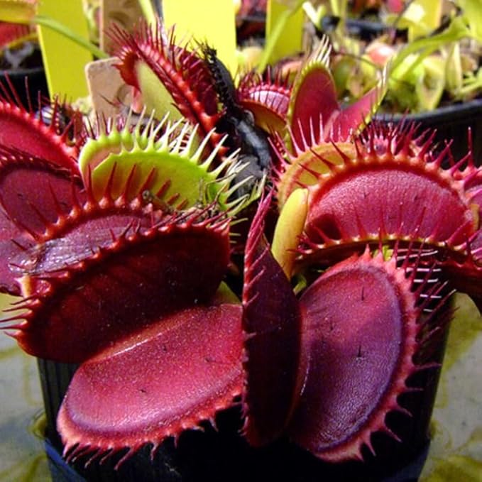 3 Starter Venus Dragon Fly Trao Live Plant in Pot, Live Venus Fly Traps for Terrarium Outdoor Indoor Gardening