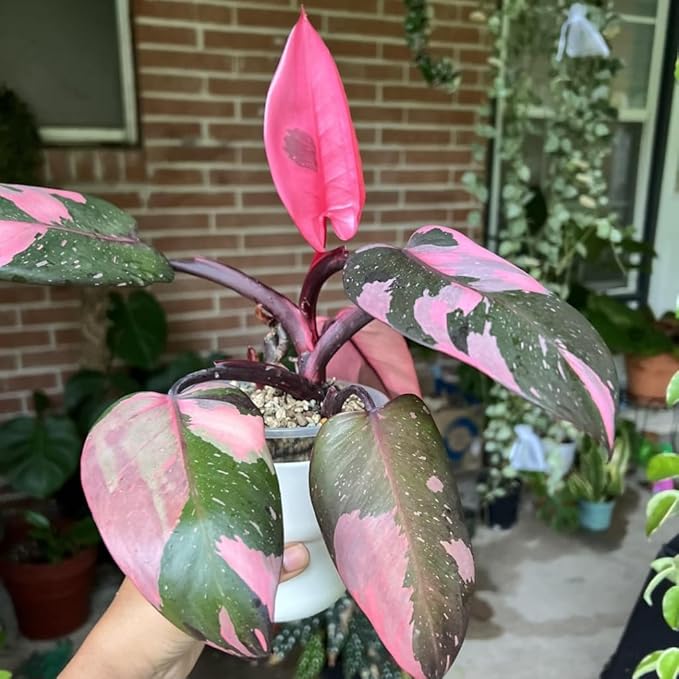 Philodendron Pink Princess Plants | Pink Princess Plant Live Houseplant in 4” Inch Pot | Easy-Care Indoor Plant for Shelves, Desks & Modern Spaces