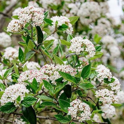 Rare Viburnum Tree Live Plant Shrub in Pot, Fragrant Flower, Dormant in Winter, 6-12" in Tall, Bare Root to CA, Bush Shrub Spring Blooms
