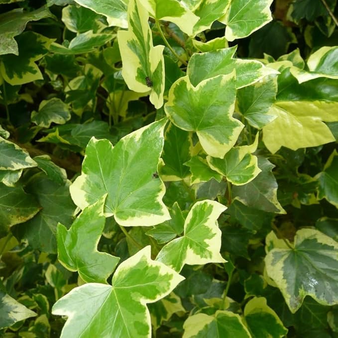 English Ivy Plant Live 4'' Pot, Fast-Growing Trailing Houseplant, Hardy English Ivy Groundcover, Indoor Outdoor Growing (Variegated Ivy)