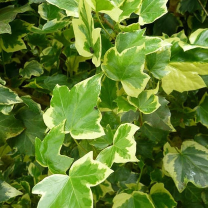 English Ivy Plant Live 4'' Pot, Fast-Growing Trailing Houseplant, Hardy English Ivy Groundcover, Indoor Outdoor Growing (Variegated Ivy)