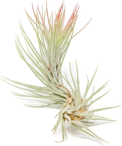 Red Colorful Tillandsia Air Plants - Long Lasting Color Enhanced Live Tillandsia Succulent House Plants - Home and Garden Decor - Easy Care Indoor/Outdoor Plants (Funckiana, Pack of 3)