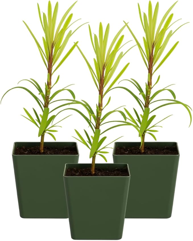 My Shelfie – Podocarpus Macrophyllus Maki Tree (Japanese Yew), 2-Inch Live Evergreen Bonsai Starter Plant for Outdoor Garden, Hedge, or Landscape Décor (3)