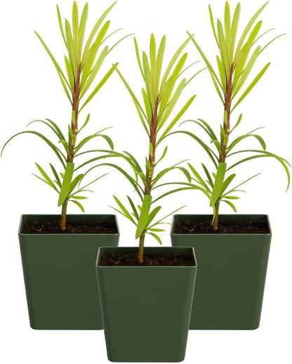 My Shelfie – Podocarpus Macrophyllus Maki Tree (Japanese Yew), 2-Inch Live Evergreen Bonsai Starter Plant for Outdoor Garden, Hedge, or Landscape Décor (3)