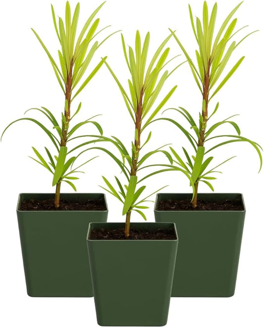 My Shelfie – Podocarpus Macrophyllus Maki Tree (Japanese Yew), 2-Inch Live Evergreen Bonsai Starter Plant for Outdoor Garden, Hedge, or Landscape Décor (3)