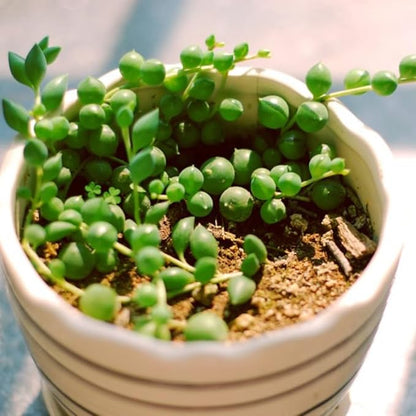 String of Pearls Plant Live 4 Inch Pot, Rare Succulents Plants in Hanging Baskets, Trailing Succulent Houseplant for Home Office (String of Pearls)