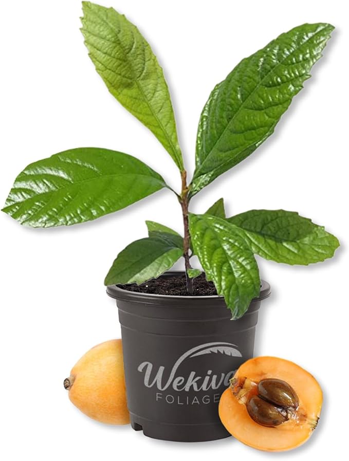 Loquat Tree - Japanese Plum - 5 Live Plants in 4 Inch Growers Pots - Eriobotrya Japonica - Beautiful Textured Foliage Edible Fruit Bearing Tree