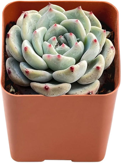 2" Live Succulent Plants Echeveria 'Pink Minima', Mini Potted Succulents, Easy Care Indoor Houseplant, Unique Gifts, Home Office Décor