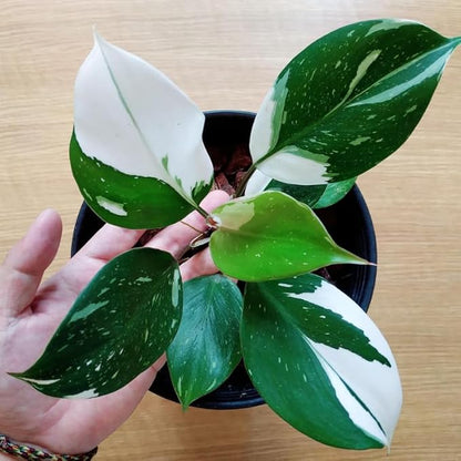 2 Rare Philodendron Live Plants Varieties Collection, Philodendrons Plants Size 5-9 Inc for Indoor Houseplant Décor, Ornamental Tropical Well-Rooted (White Green Philodendron Plants)