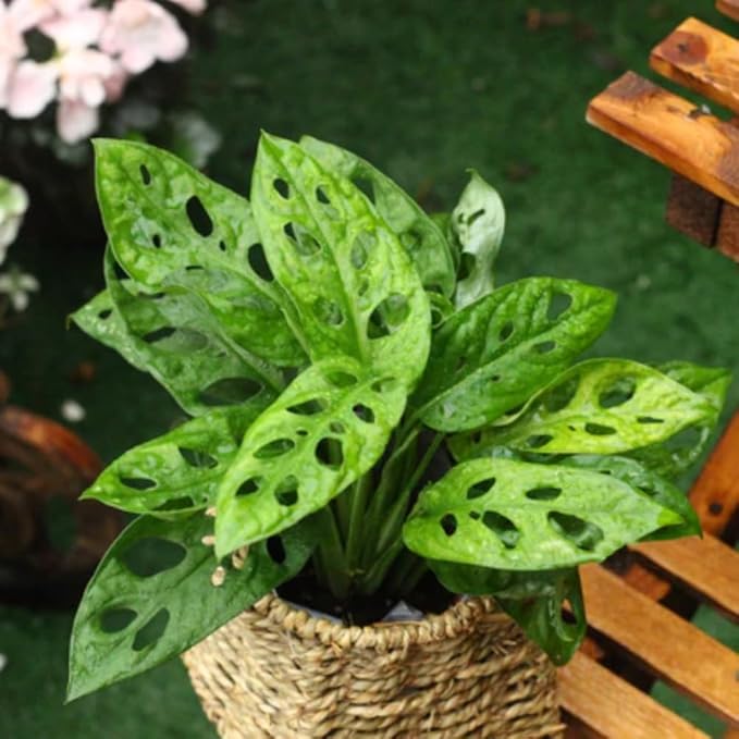 2 Rare Philodendron Live Plants Varieties Collection, Philodendrons Plants Size 5-9 Inc for Indoor Houseplant Décor, Ornamental Tropical Well-Rooted (Monstera Swiss Cheese Narrow Leaf)