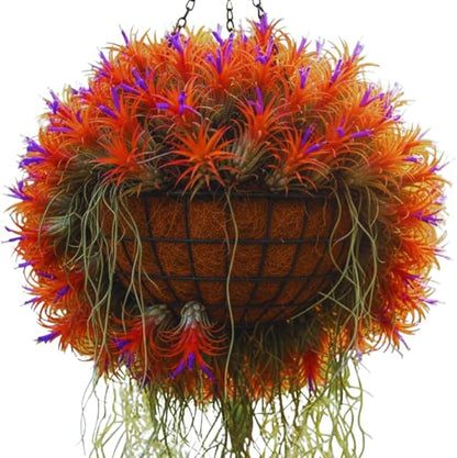 Air Plants Live Houseplants for Garden, 20 Tillandsia Air Plants Live, Purple Red Air Plant for Planting Gardening Outdoor, 2 to 3 Inc Long