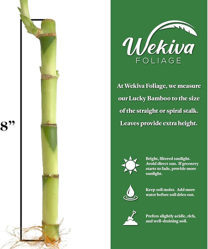 Lucky Indoor Bamboo - Live Plants - Ships Bare Root - 5-Pack of 8 Inch Straight Stalks - Air Purifying Feng-Shui Zen Garden Houseplants