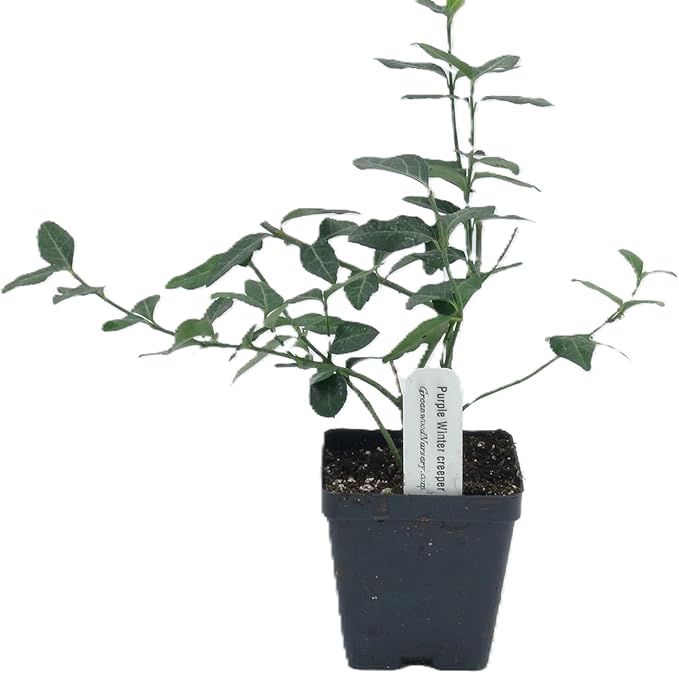 Greenwood Nursery: Live Ground-Cover Plants - Purple WinterCreeper + Euonymus Fortunei Coloratus - [Qty: 3X 3.5 Pots] - (Click for Other Available Plants/Quantities)