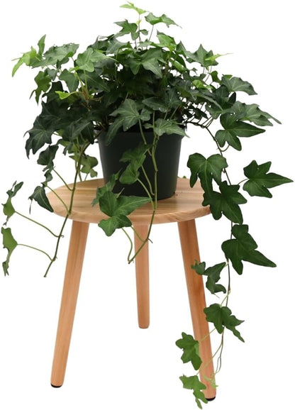 American Plant Exchange English Ivy 'Needlepoint' – 6-Inch Pot, Live Trailing Vine, Low-Maintenance Air-Purifying Houseplant for Hanging Baskets, Shelves & Indoor Home or Office Décor