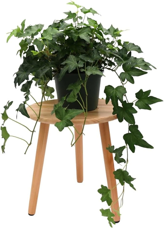 American Plant Exchange English Ivy 'Needlepoint' – 6-Inch Pot, Live Trailing Vine, Low-Maintenance Air-Purifying Houseplant for Hanging Baskets, Shelves & Indoor Home or Office Décor
