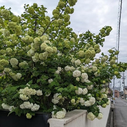 Old Fashion Snowball Viburnum Tree Live Plant Shrub in Pot, Fragrant Flower, Dormant in Winter, 6-12" in Tall, Bare Root to CA, Bush Shrub Spring Blooms