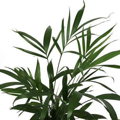 American Plant Exchange Live Cat Palm – 6-Inch Pot – Tropical Houseplant with Soft Arching Green Fronds, Pet-Friendly Easy Care Indoor Plant for Homes, Apartments, Offices & Indoor Jungle Décor