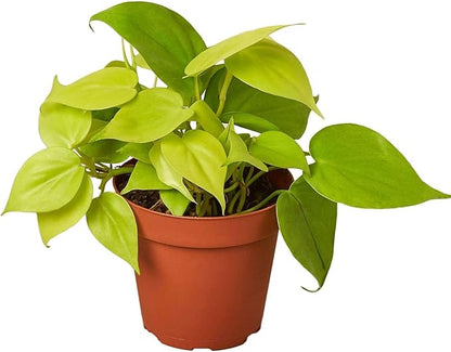 Philodendron Cordatum Neon Live Plant for Indoor | Different Houseplants in 4'' & 6'' Pot | Real House Plant for Living Room, Office, Desk & Bathroom | Neon