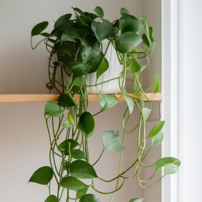 Live Pothos Plant, Pothos Live Plant from 5 to 7 Inc Tall, Houseplant Plant Gardening, 4 Inc Pot (Green)