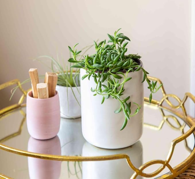 String of Pearls Plant Live 4 Inch Pot, Rare Succulents Plants in Hanging Baskets, Trailing Succulent Houseplant for Home Office (String of Banana)