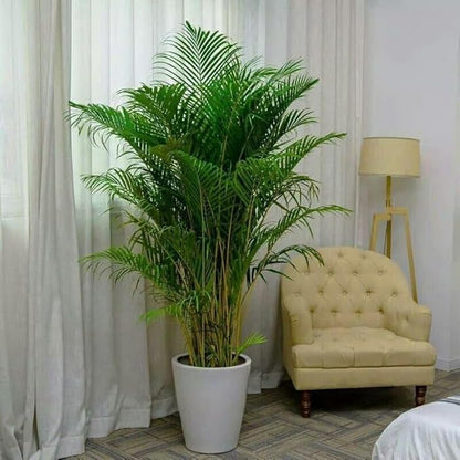 Seeds Parlor Palm Neanthe Bella Palm Chamaedorea Rare Perennial Tree