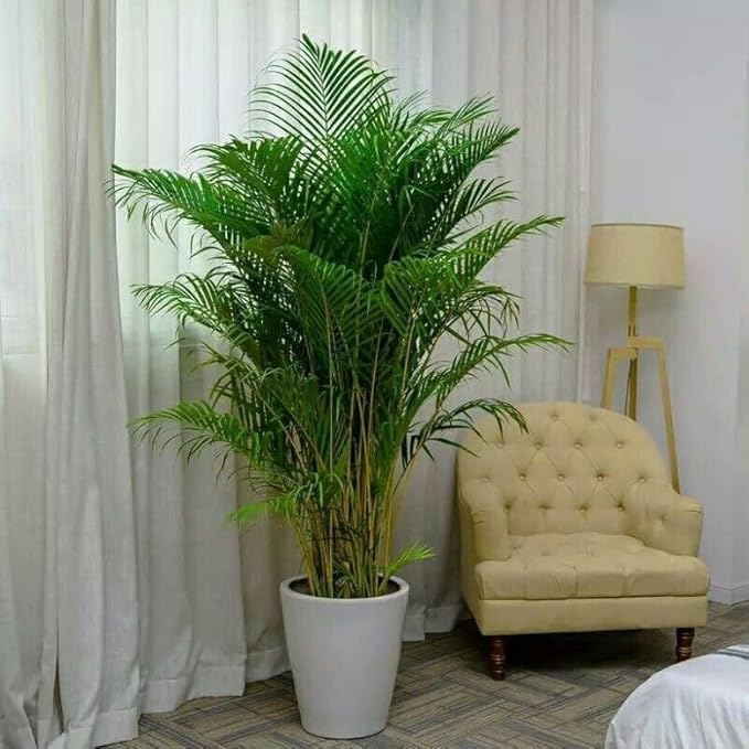Seeds Parlor Palm Chamaedorea Indoor Perennial Tree