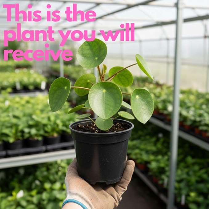 Pilea Peperomioides Live House Plant in 4'' Inch Pot | Chinese Money Plant Live for Planting| Compact Indoor Plant for Modern Home & Office Settings | Real Plants for Easy Indoor Gardening