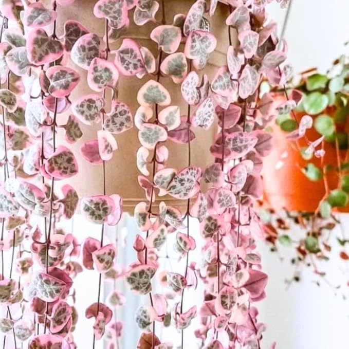 Ceropegia Woodii Variegated String of Hearts Live Plant, in Pot, Trailing Succulent Plant, Hanging Vine Live Indoor Houseplant