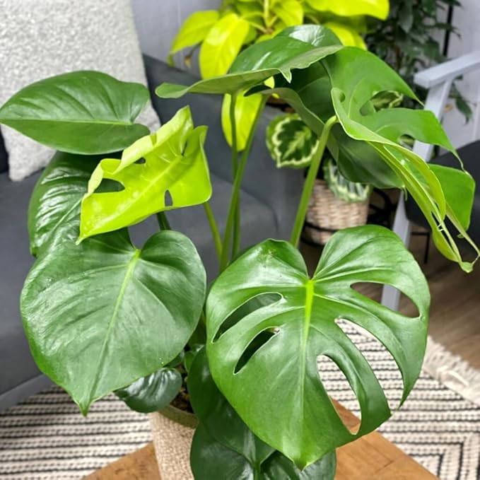 Live Monstera Deliciosa Plant, Swiss Cheese Philodendron House Plants, 4 Inch Pot for Planting