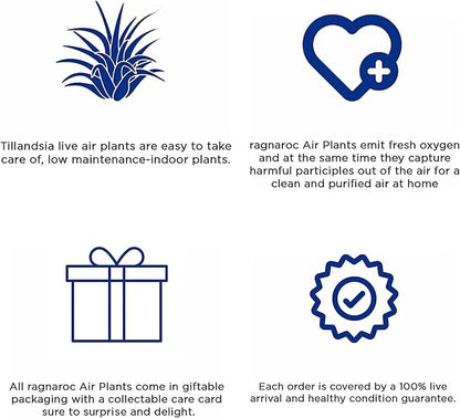 ragnaroc Live Air Plants - Tillandsia Butzii, Jumbo 7-9" - 3ct - Live Arrival Guaranteed - House Plants for Home Decor & Gift