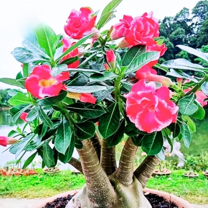 Mixed Desert Rose Plant Live, 4-7" Tall, Adenium Obesum Well-Rooted Succulent for Indoor Outdoor Displays