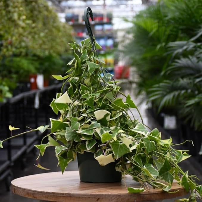 Live English Ivy Plant, Live Indoor Houseplant 4 Inch Pot, Hardy Groundcover, Trailing, Climbing Plants - Variegated Cream Ivy
