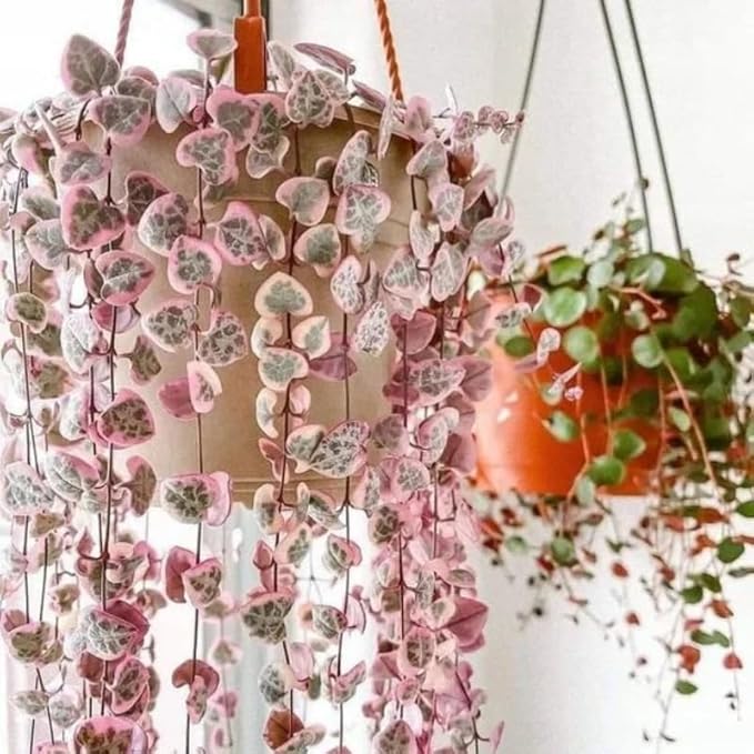 Ceropegia Woodii Variegated String of Hearts Plant Live, Rare Succulent Trailing Vine in Pot, Indoor Houseplant