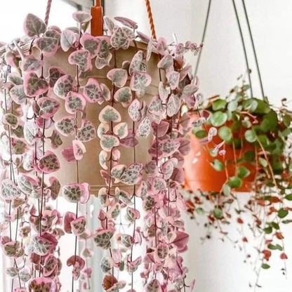 Ceropegia Woodii Variegated String of Hearts Plant Live, Rare Succulent Trailing Vine in Pot, Indoor Houseplant