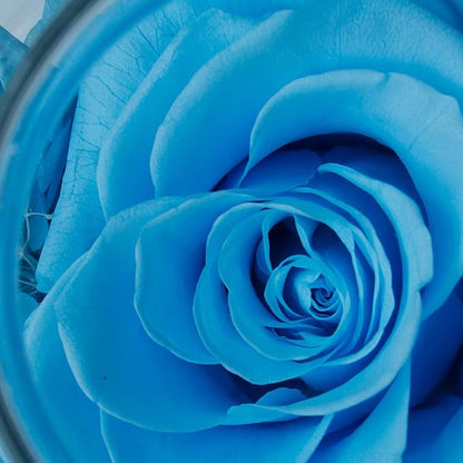 Preserved Real Roses with Colorful Mood Light Wishing Bottle,Eternal Rose，Never Withered Flowers, Christmas Anniversary Valentine's Mother's Day,a Gifts for Women 4.3inch 1pcs（Light Blue）