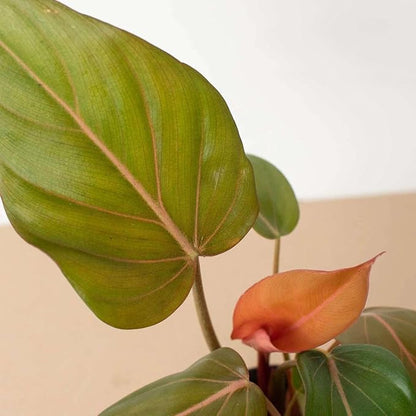 Philodendron Summer Glory Live Plant for Indoor | Different Houseplants in 4'' & 6'' Pot | Real House Plant for Living Room, Office, Desk & Bathroom | Heartleaf | Gloriosum Mccolleys
