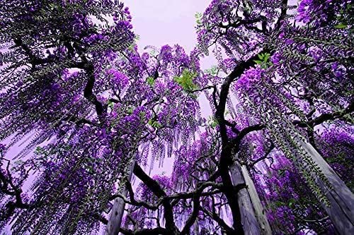 Purple Chinese Wisteria Tree - 6-12" Tall Seedling - 2.5" Pot - Live Plant - Wisteria sinensis